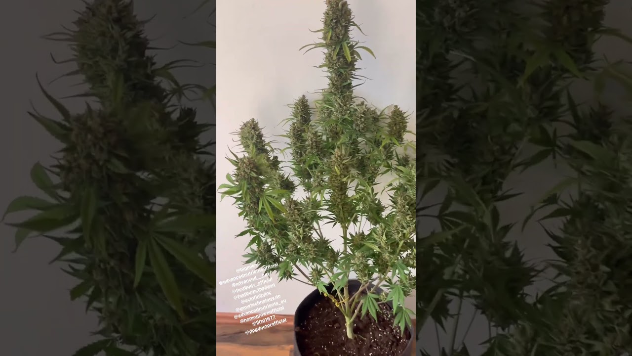 Gorilla Zkittlez Auto 🍬 Fast Buds | Indica  by greenthumbjacobscraft