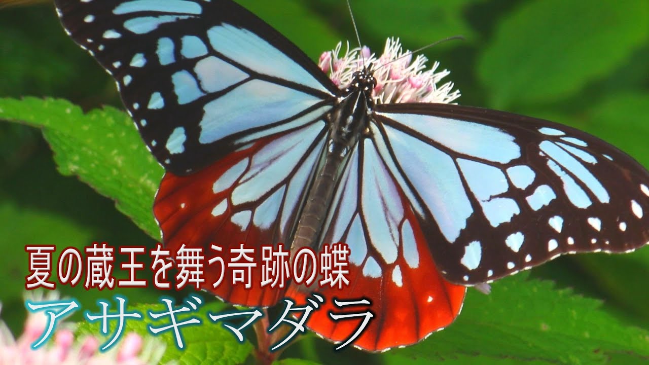風景遺産 6 夏の蔵王を舞う奇跡の蝶 アサギマダラ Youtube