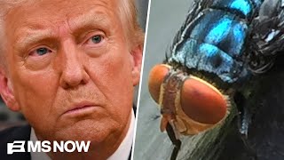 How Trump screwed up on screwworms