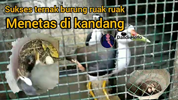 peternak burung ruak ruak yg telaten || burung jinak bertelur di kandang