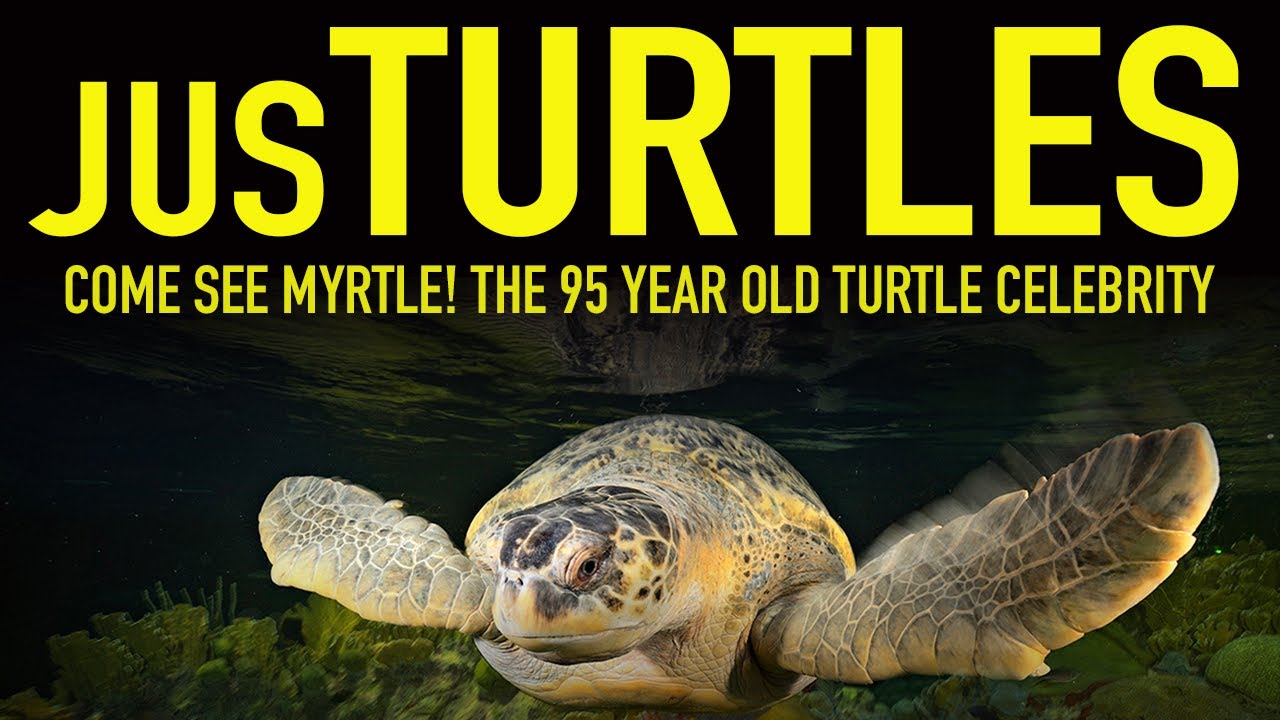 Этой знаменитой черепахе ПОЧТИ 100 ЛЕТ!