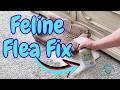 BugMD Pet Safe Flea Spray for Cats Overview | Is It Worth It? #ad #amazoninfluencer #pets #flea