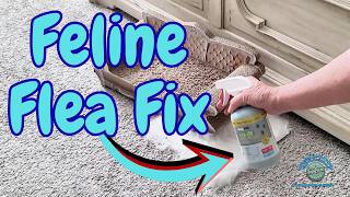 BugMD Pet Safe Flea Spray for Cats Overview | Is It Worth It? #ad #amazoninfluencer #pets #flea