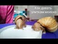 КАК ДАВАТЬ УЛИТКАМ МОЛОКО?