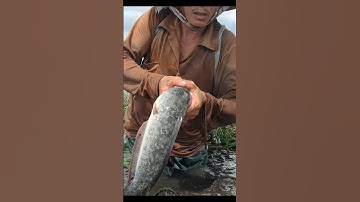 Thăm Lờ Dính Cá Trê Lai Khủng, Vào Lờ Tung Dữ Dội #shorts #thămlờcá #cátrêlai #bắtcátrêlai