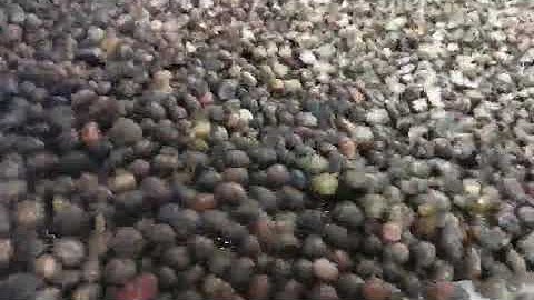 palm kernel & shell separating