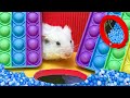 Hamster clever and quick overcomes all maze  mr hamster 2