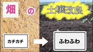 【家庭菜園】緑肥ライ太郎を植える！【水はけの良い土にします】ライ麦太郎
