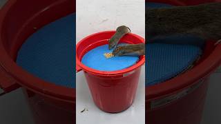 Great Homemade Mouse Trap Idea Using An Old Plastic Bucket #Rattrap #Rat #Mousetrap #Shorts