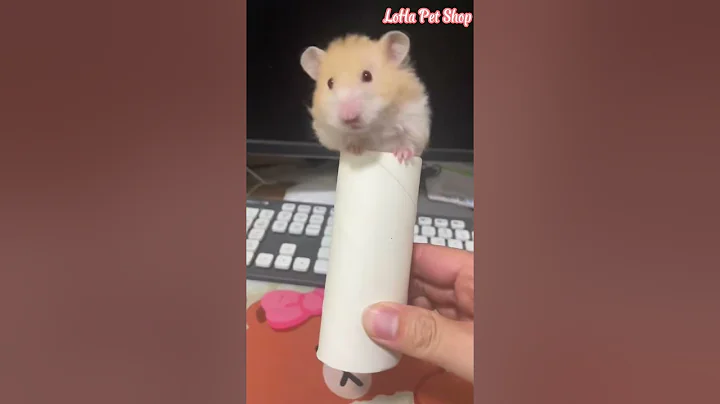 Món đồ chơi cho chuột Hamster báo nhất mọi thời đại | LoHa Pet Shop