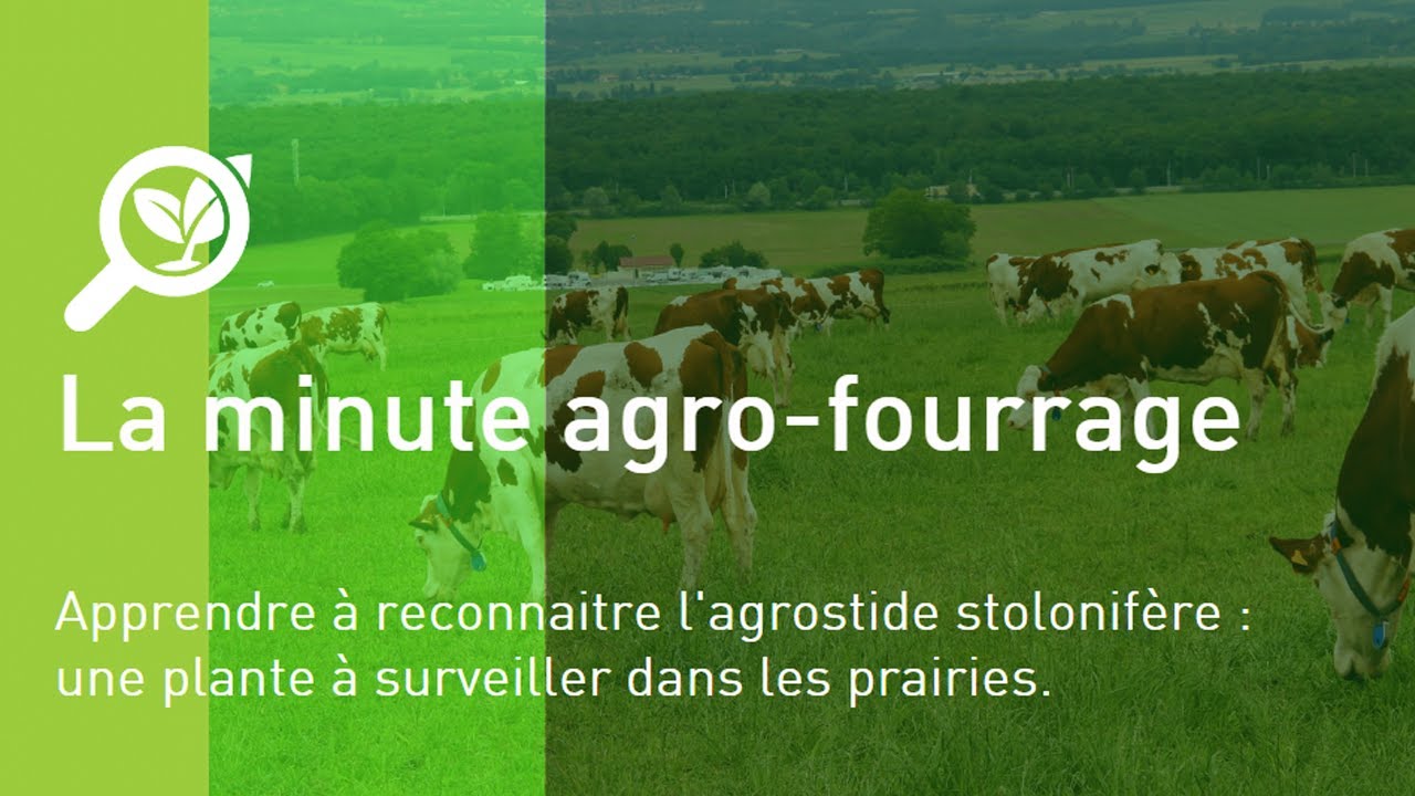 Savoir reconnaitre l'agrostis stolonifère