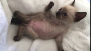 Liam, the siamese rescue kitten