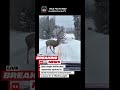 BREAKING NEWS 🚨 Rare Giant Antler Deer Spotted in Snowy Forest 😱Once in a Lifetime Wildlife Moment