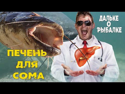 Видео: Печень лучшая насадка на сома? | Виталий #Дальке о рыбалке 14