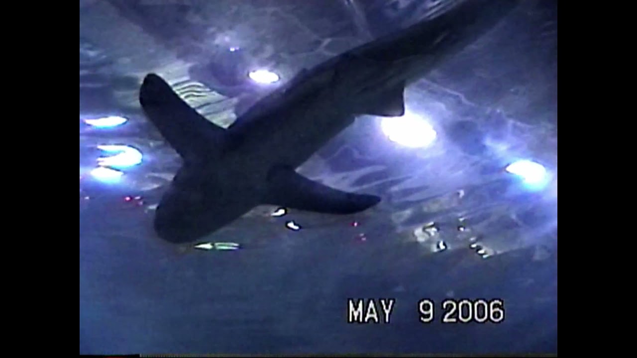 Visiting Fish (2021) Hi8 Vaporwave Nostalgic Montage