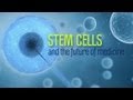 Stem Cells and the Future of Medicine - Research on Aging