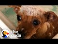 Tiny Scared Dog Loves Her Bubble Baths | The Dodo Foster Diaries