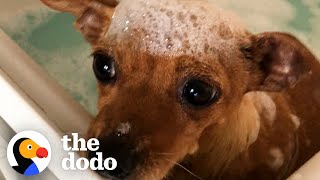 Tiny Scared Dog Loves Her Bubble Baths | The Dodo Foster Diaries