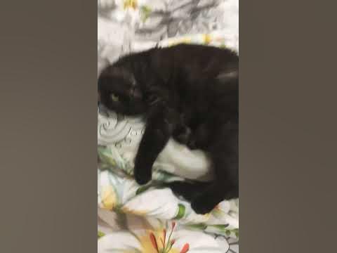 мій злий котик , підпишись - YouTube