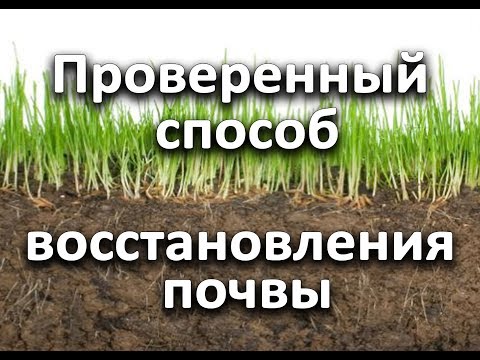 Проверенный способ восстановления почвы.