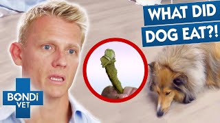 Weirdest Things Dogs Have Thrown Up  | Bondi Vet Compilation