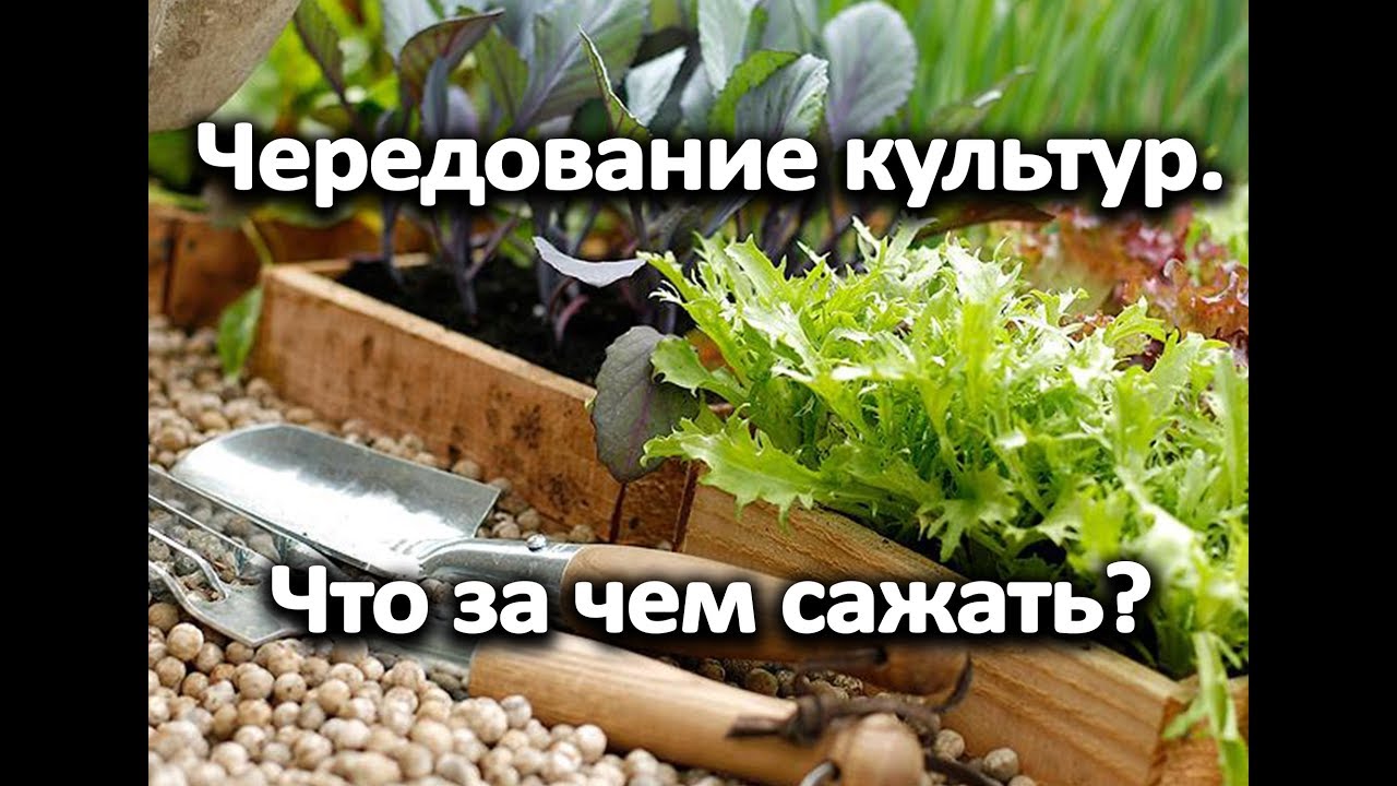 Огород по уму! Чередование культур. Уникальная таблица. Что за чем сажать?