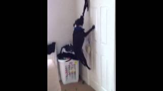 Staffy Doing High Jump