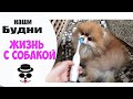 Пилинг при Алопеции | Жизнь с Собакой