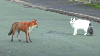 This Fox Is About To Eat A Cat, But Then The Most Unexpected Thing Happened This Fox Is About To Eat A Cat, But Then The Most Unexpected Thing Happened