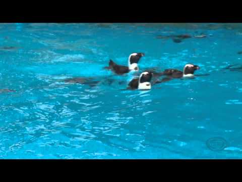 GDS დილა - \"აფრიკული პინგვინები\" ნანუკა გიორგაძის ჩართვა