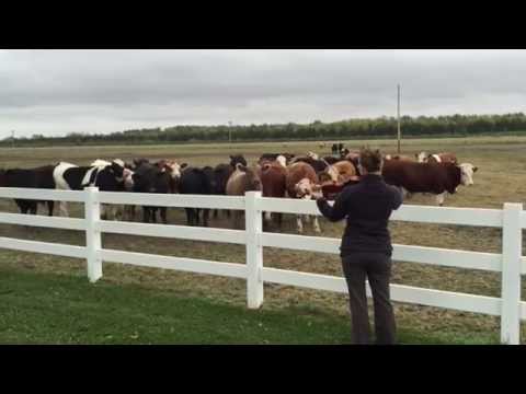 happy-birthday,-cows!