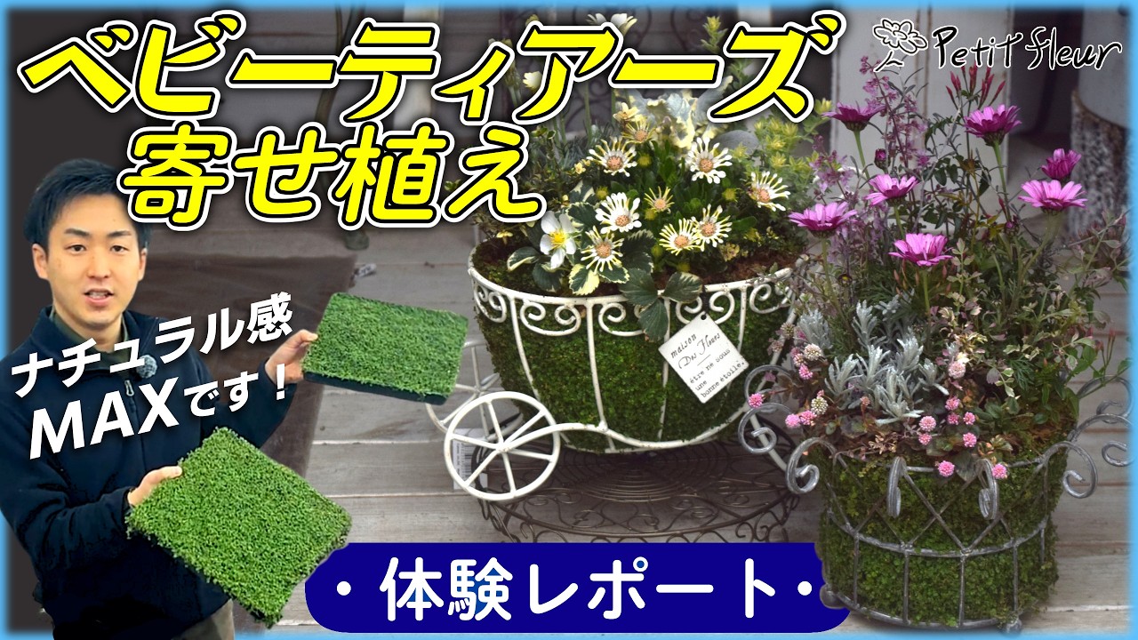 Popular Gardening Item] Baby Tears Arrangement Experience Report