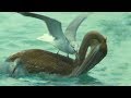 Pelican Hunt Sabotaged by Seagulls | Trials Of Life | BBC Earth