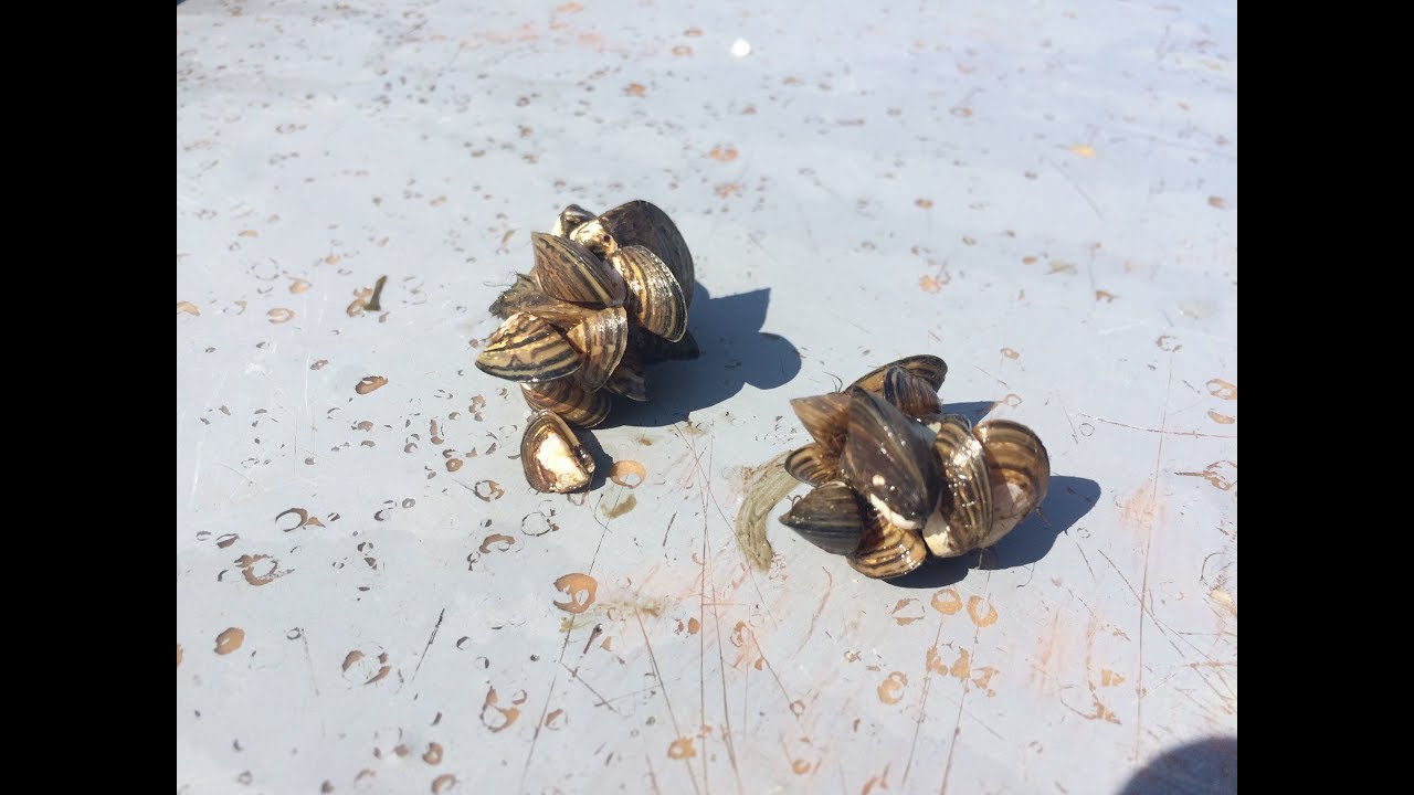 vermont ipanema Zebra Mussels