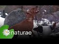 Cougar Gets Tranqued - Explore the Wildlife Kingdom