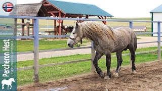 Percheron Hest, De Mest Eksporterte Trekkhestene I Verden, Opprinnelse Av Raser
