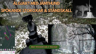 Älgjakt med Jämthund - Ståndskall & Stolpe ut ut ut in