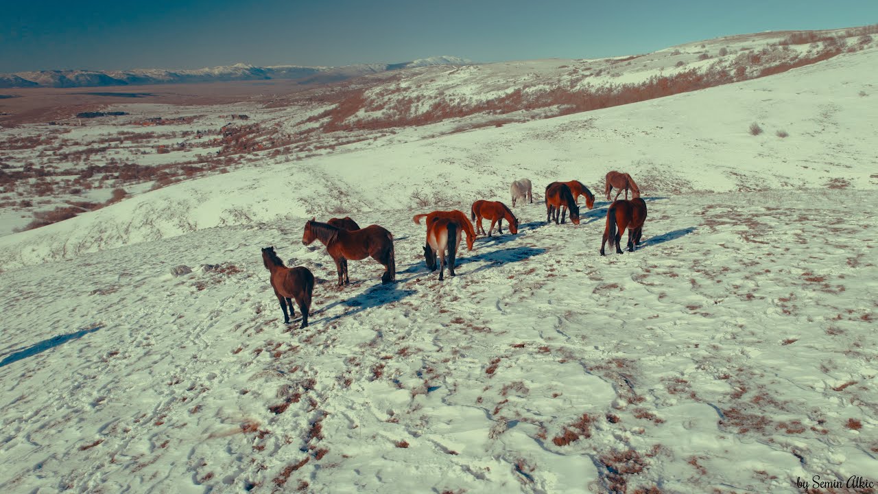 Wild horses of Livno galloping in snow | Bosnia and Herzegovina | [4K] Aerial Cinematic Drone Video