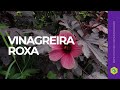 Como CULTIVAR com SUCESSO VINAGREIRA ROXA - Hibiscus acetosella