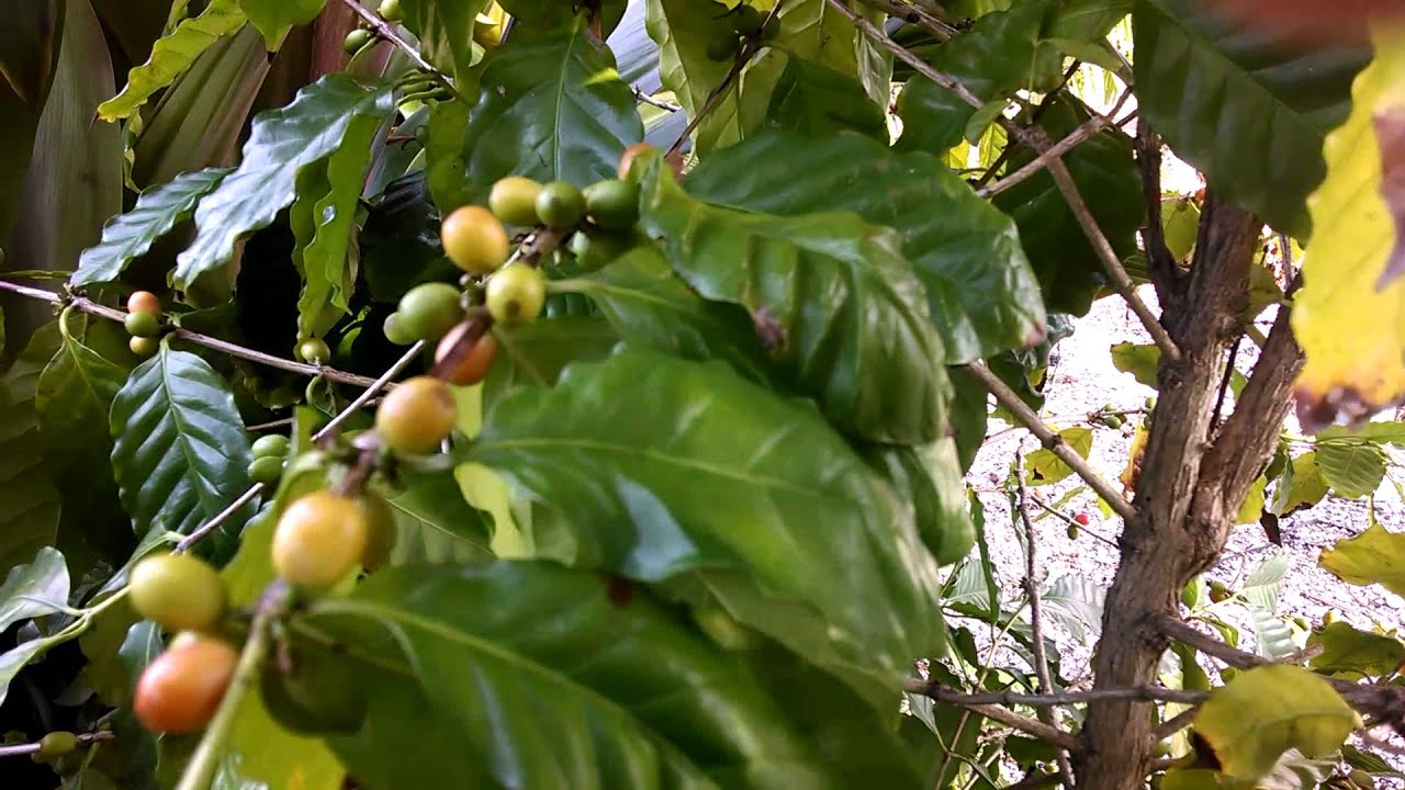 Home grown Florida Arabica Coffee YouTube