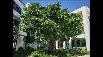 Venetian - Miami, FL - 3 Piece Arbor Division of Ficus aurea – Strangler Fig