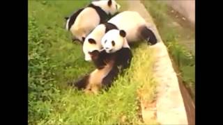 Desiigner  Panda OFFICIAL EARRAPE Prod By  Menace