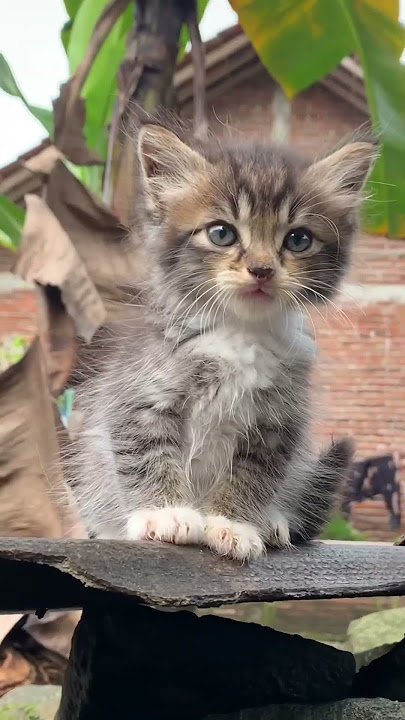 Sundul dari bayi sampe dewasa😸😸#kucinglucu #kucing #kitten #kucingimut #catlover #cat