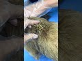 Heartbreaking Tick Removal for Stray Dogs — Rescued From Pain and Neglect