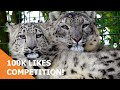 100K likes competition!