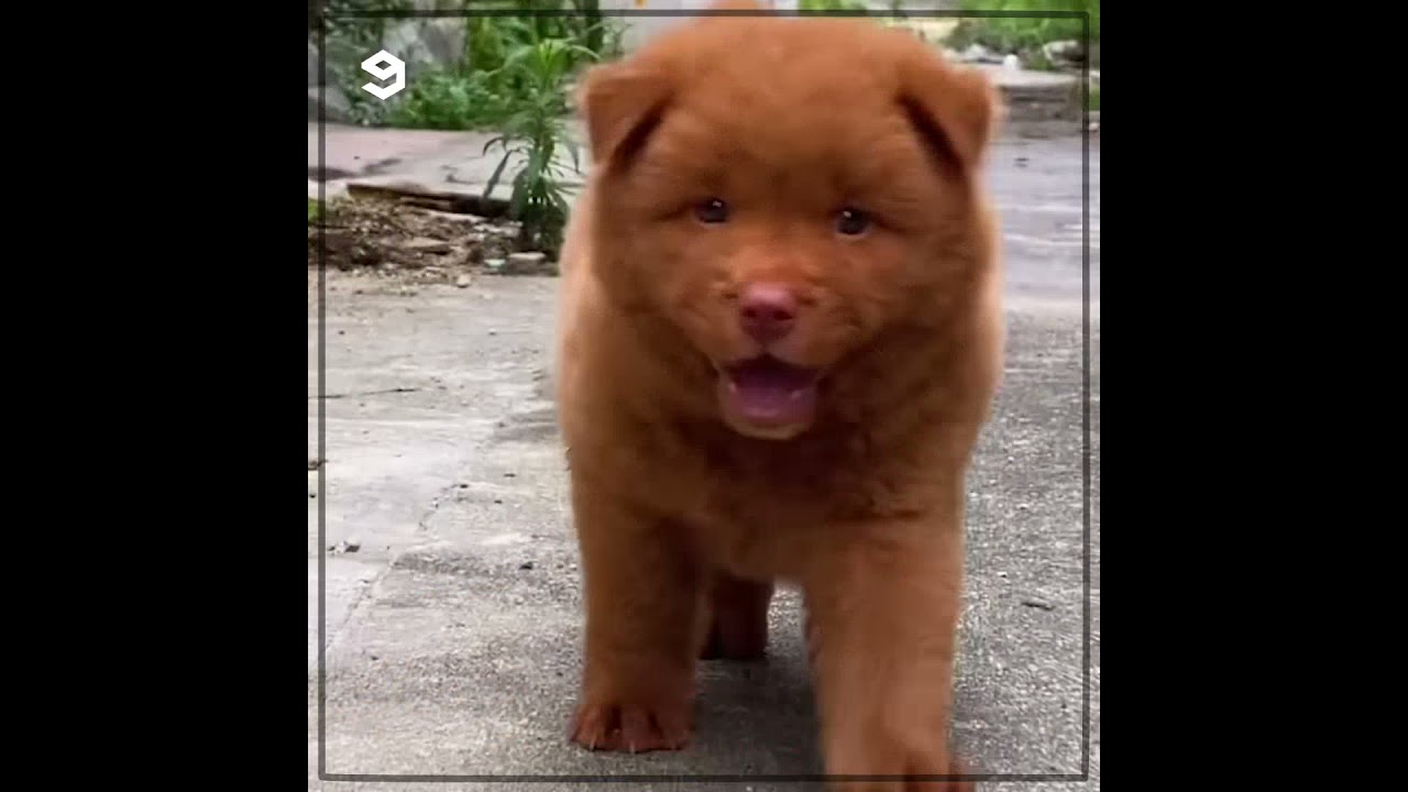 cantonese bear dog puppy