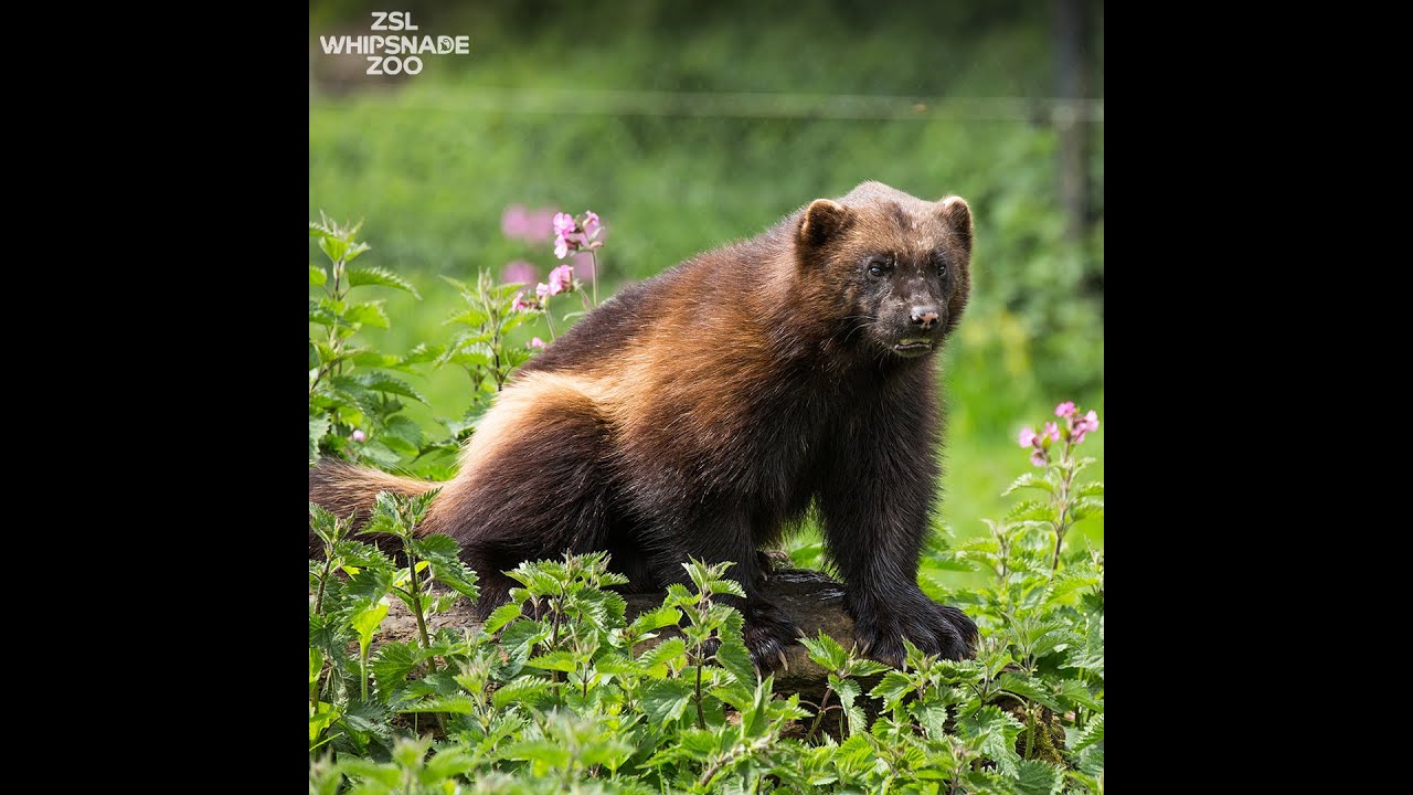 Meet our wolverines with keeper Kate!