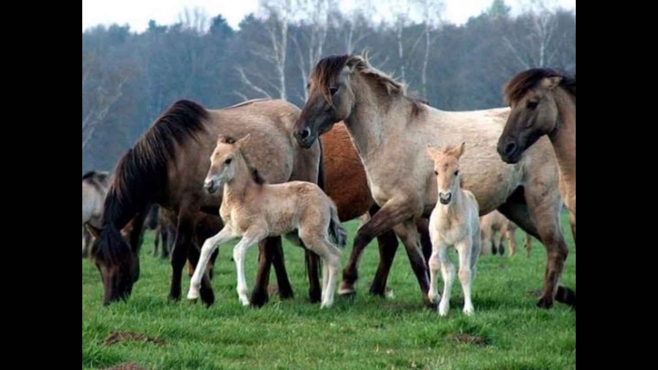 Horse family. Табун лошадей с жеребятами. Дикие лошади. Много лошадей. Табун лошадей.