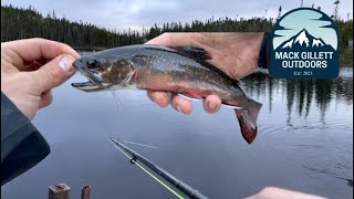 FISH AFTER FISH!! Amazing fly fishing trip for WILD BROOK TROUT in Newfoundland!!