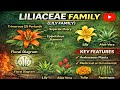 Liliaceae family (Morphology of flowering plants) #botany #mauryasir #liliaceae #family #plantfamily